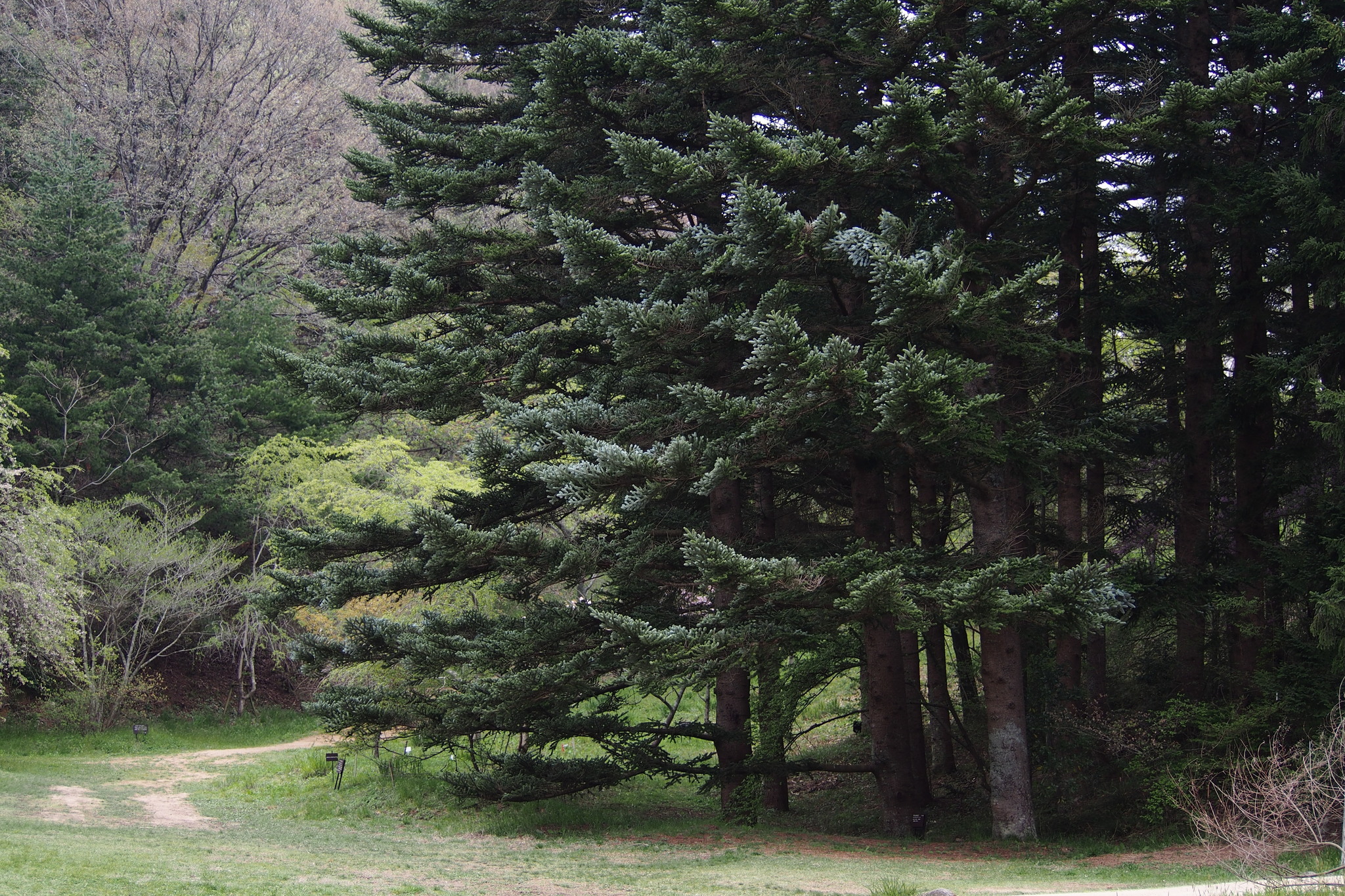 Abies homolepis