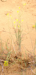 Erysimum siliculosum