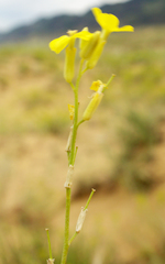 Erysimum siliculosum