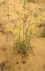 Erysimum siliculosum