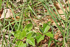 Pisaurina