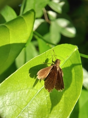 Ampittia dioscorides