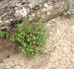 Ziziphora serpyllacea