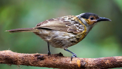 Macleay's Honeyeater photo 2