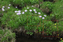 Ranunculus brachylobus