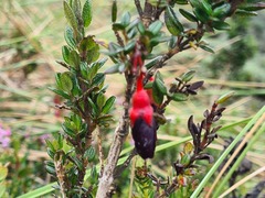 Brachyotum strigosum