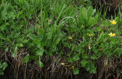 Ranunculus brachylobus