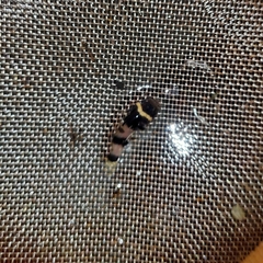 Brachygobius sabanus