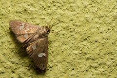 Nosophora