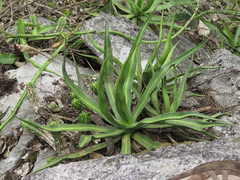 Agave difformis