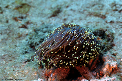 Euphyllia glabrescens