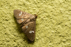 Nosophora