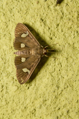 Nosophora