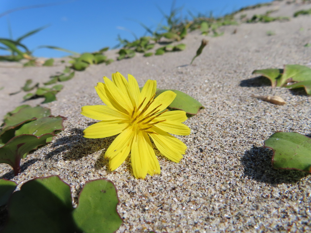 Ixeris repens