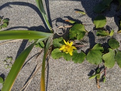 Ixeris repens