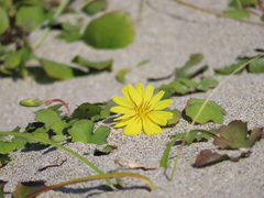 Ixeris repens