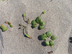 Ixeris repens
