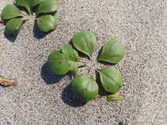Ixeris repens