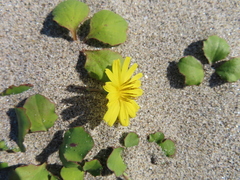 Ixeris repens