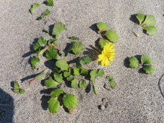 Ixeris repens