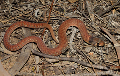 Pygopus schraderi