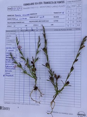 Agalinis communis