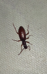 Coleoptera