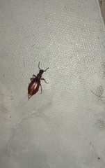 Coleoptera