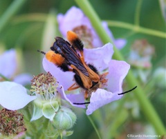 Callisphyris macropus