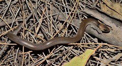 Paradelma orientalis