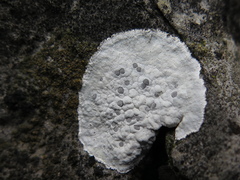 Lecanora marginata