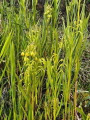 Epidendrum orthocaule