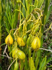 Epidendrum orthocaule