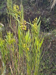 Epidendrum orthocaule