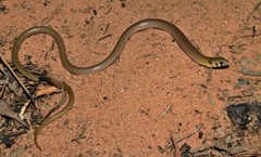 Delma plebeia