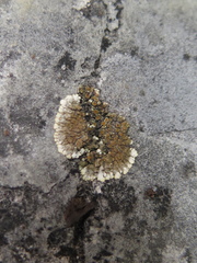Squamulea galactophylla