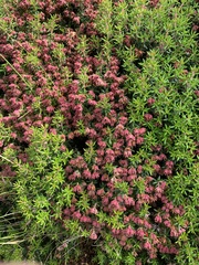 Erica petiolaris