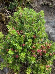 Erica petiolaris