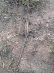 Lacerta agilis chersonensis