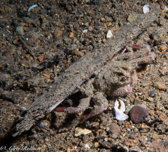 Lauridromia dehaani