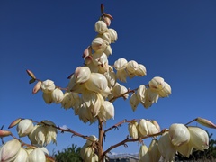 Yucca