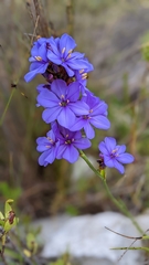 Aristea racemosa