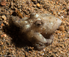 Amphioctopus marginatus