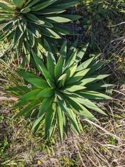 Yucca