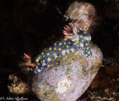 Hypselodoris roo