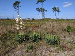 Yucca
