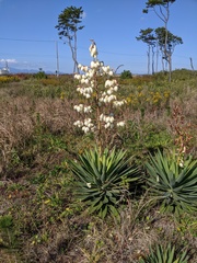 Yucca