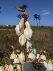 Yucca