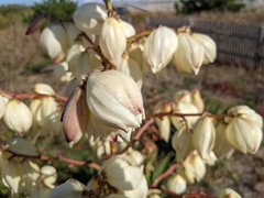 Yucca
