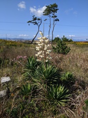 Yucca
